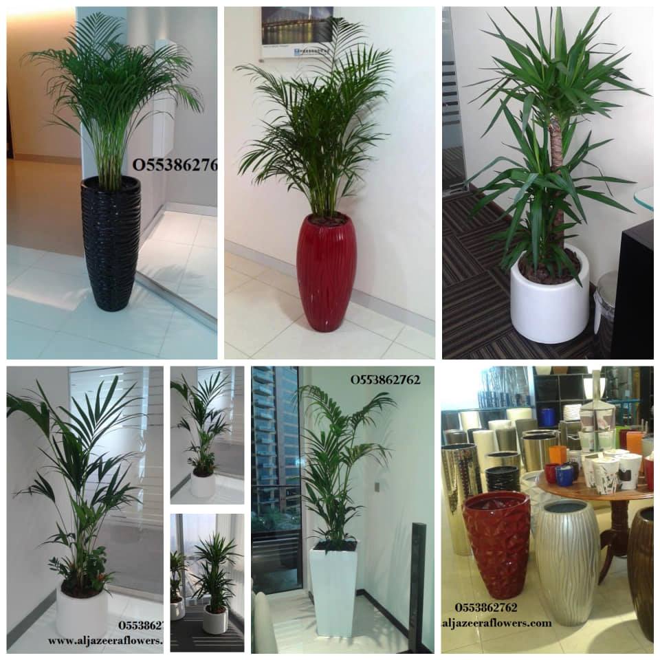 Office Indoor Plants And Pots for Sale in Dubai