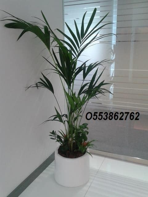 Office Indoor Plants And Pots for Sale in Dubai