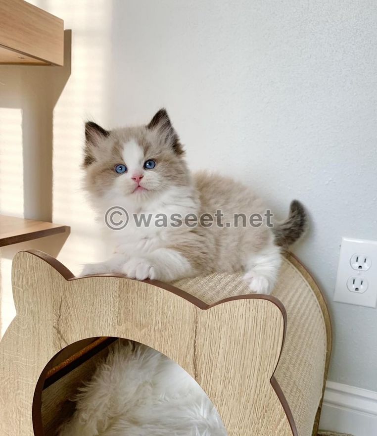 Adorable Ragdoll Kittens For Adoption in Dubai