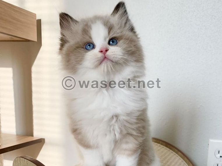 Adorable Ragdoll Kittens For Adoption in Dubai