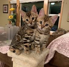 Bengal Kittens For Sale in Dubai