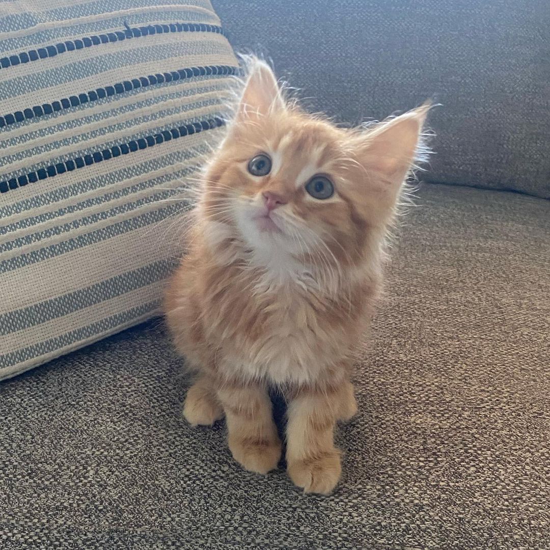 Fully Vetted Maine Coon Kitten For Adoption