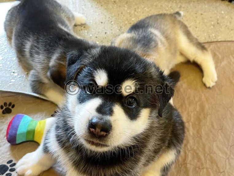 Adorable Siberian Husky Pups For Adoption in Dubai