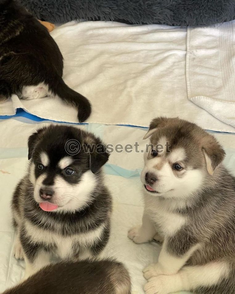 Adorable Siberian Husky Pups For Adoption in Dubai