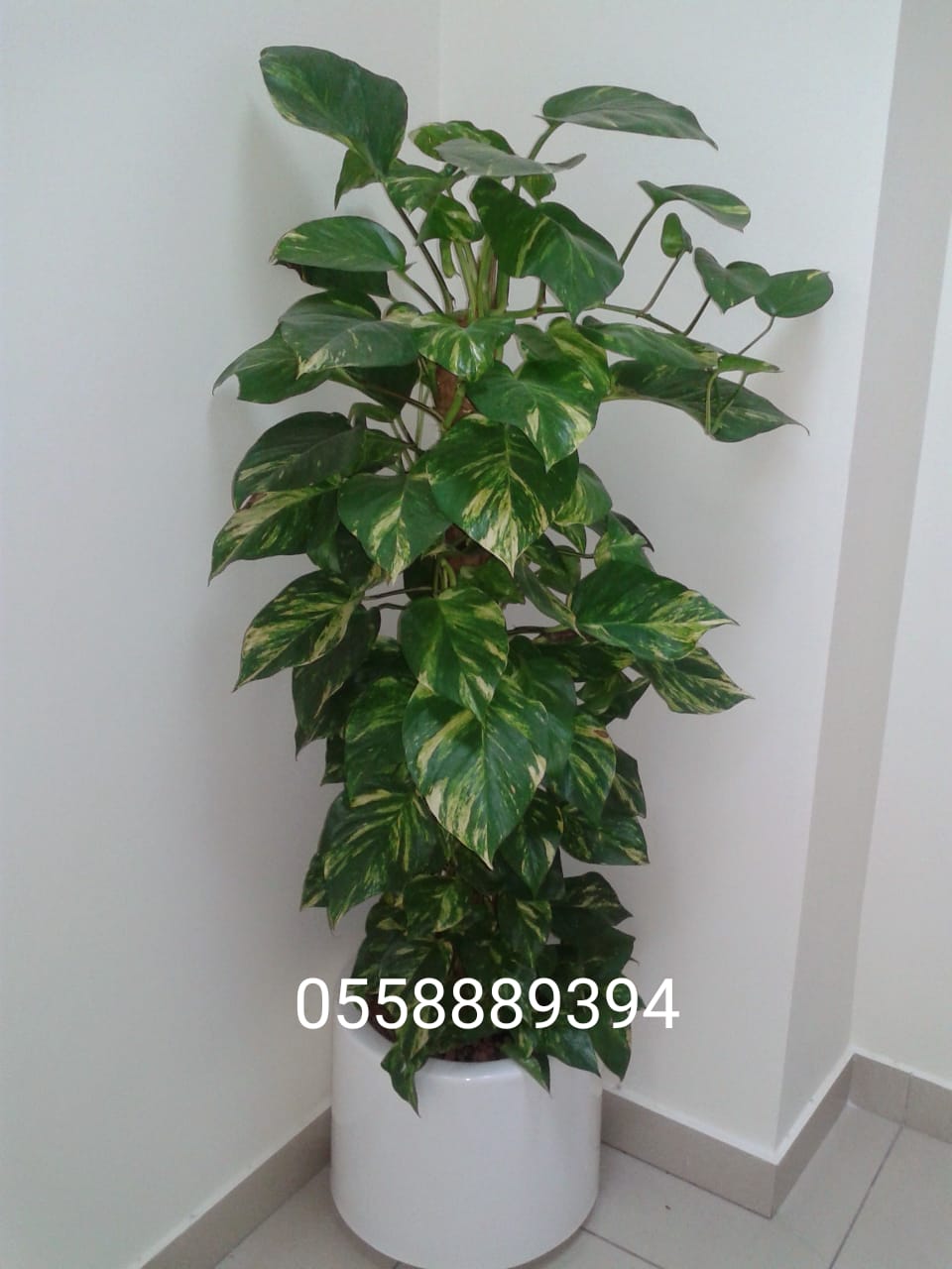 Office Indoor Plants And Pots for Sale in Dubai