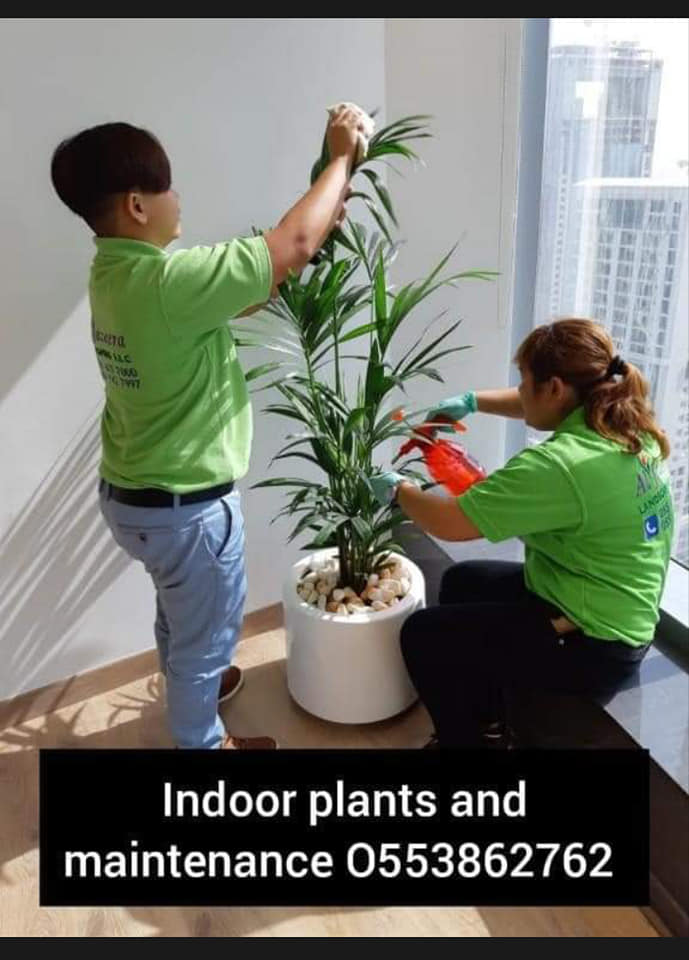 Office Indoor Plants And Pots for Sale in Dubai