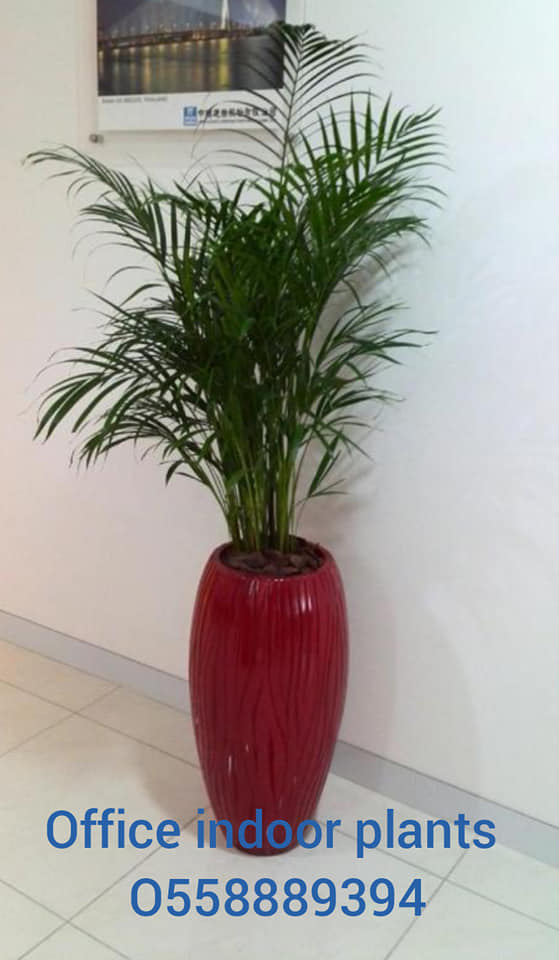 Office Indoor Plants And Pots for Sale in Dubai