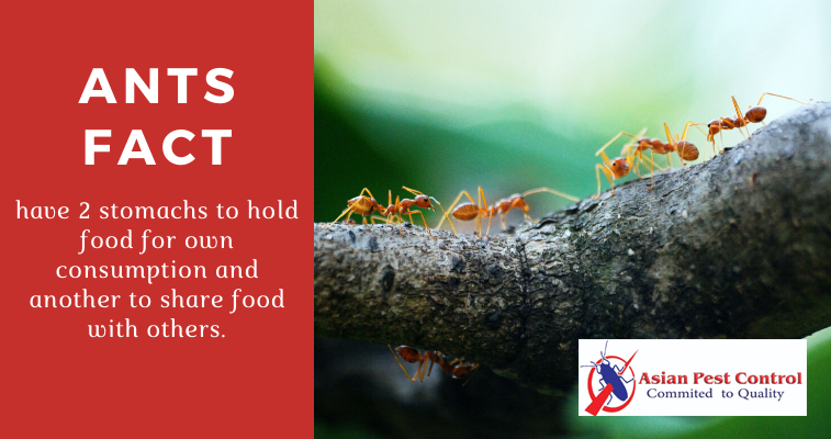 Ants Treatment Experts Contact Us Today in Dubai