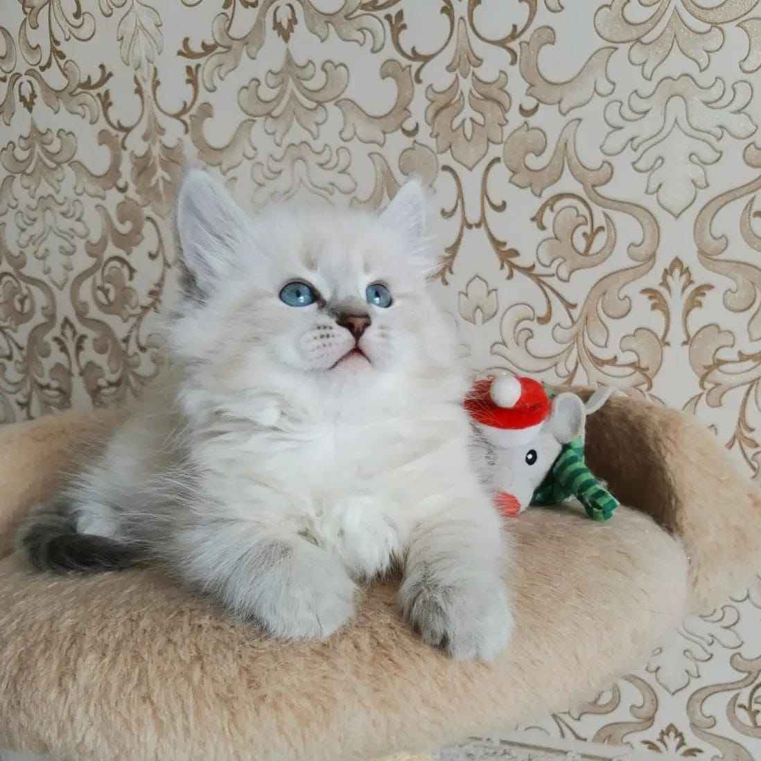 Adopt A Friendly Furry Siberian Kittens in Dubai