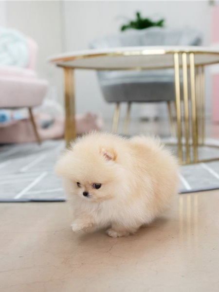 Sweet Pomeranian Puppies Available For Sale
