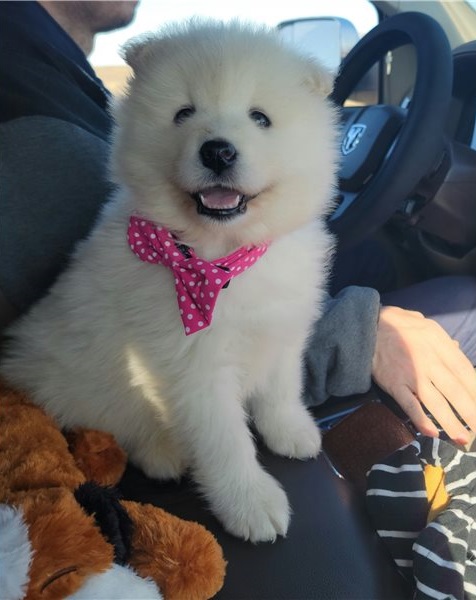Cute Samoyed Puppies Available For Sale in Dubai