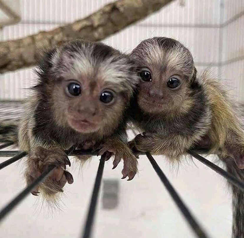 Trained Marmoset Monkeys Ready Now for Sale