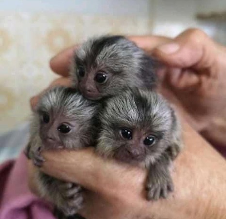 Trained Marmoset Monkeys Ready Now for Sale
