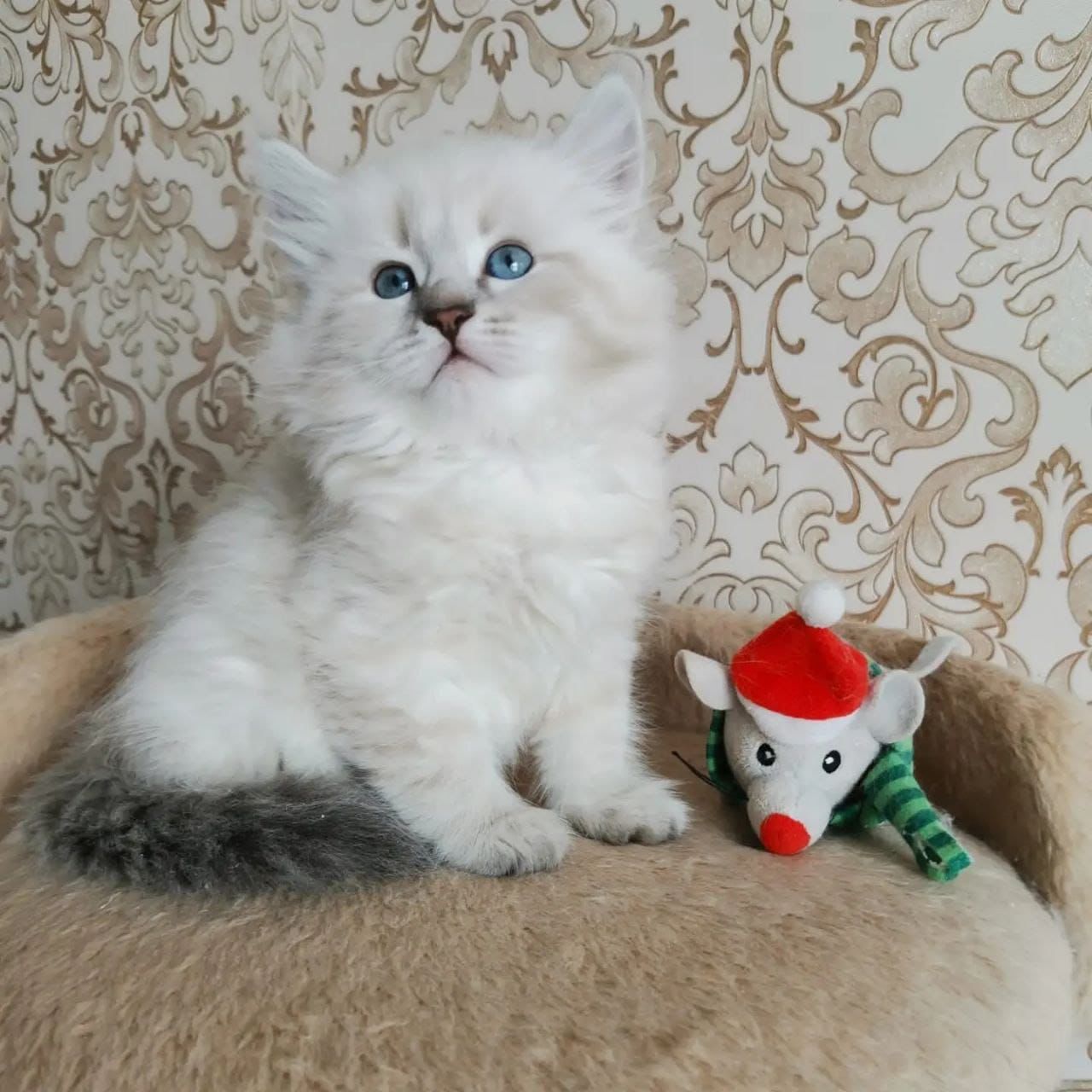 Adopt A Friendly Furry Siberian Kittens in Dubai