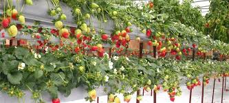 Experienced Hydroponic Agricultural Technician Seeking Employment Opportunities