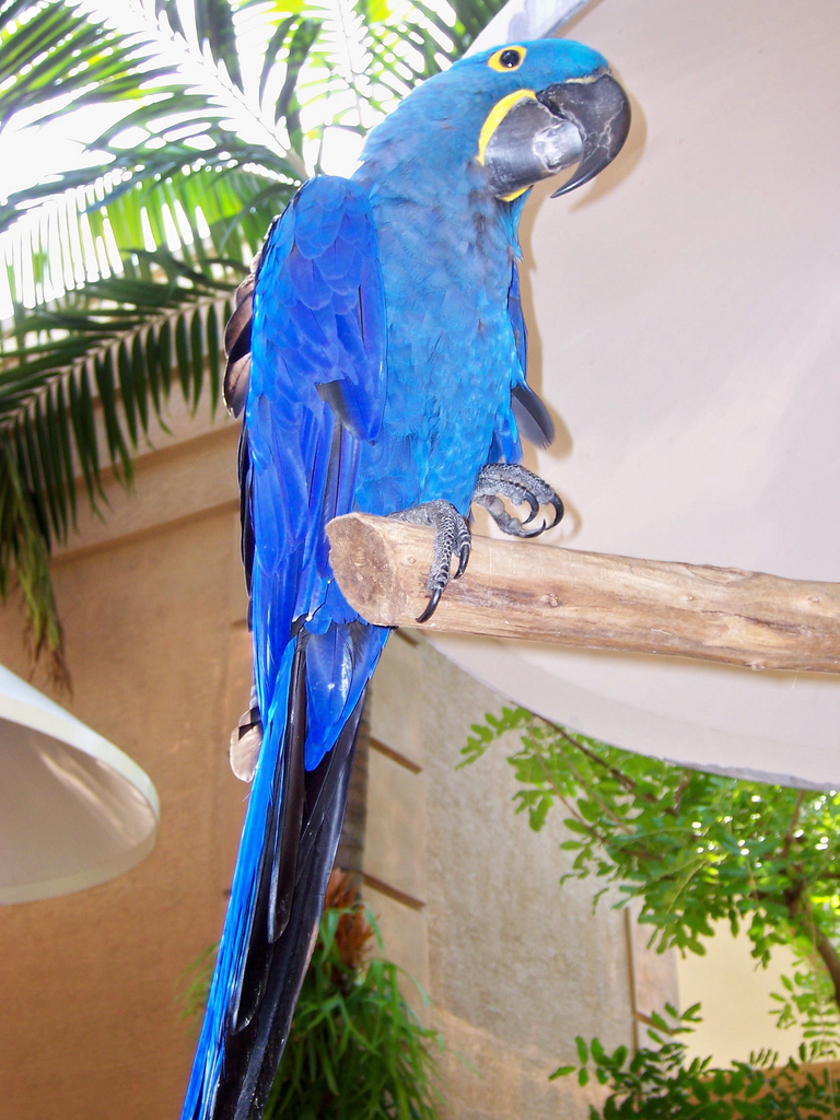 Hand Raised Hyacinth Macaw Parrots For Sale