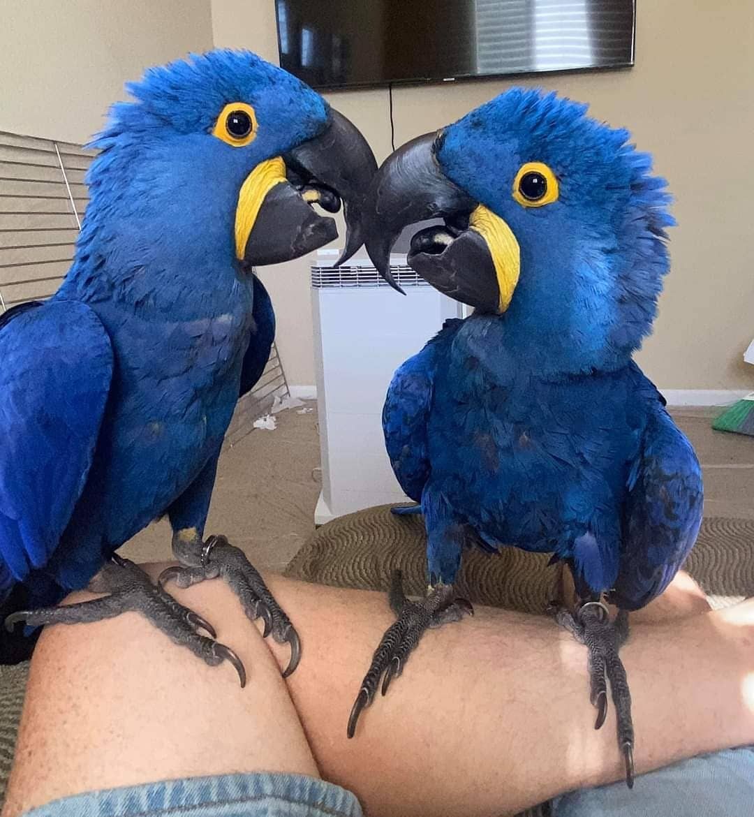 Hyacinth Macaw Parrots For Sale in Dubai