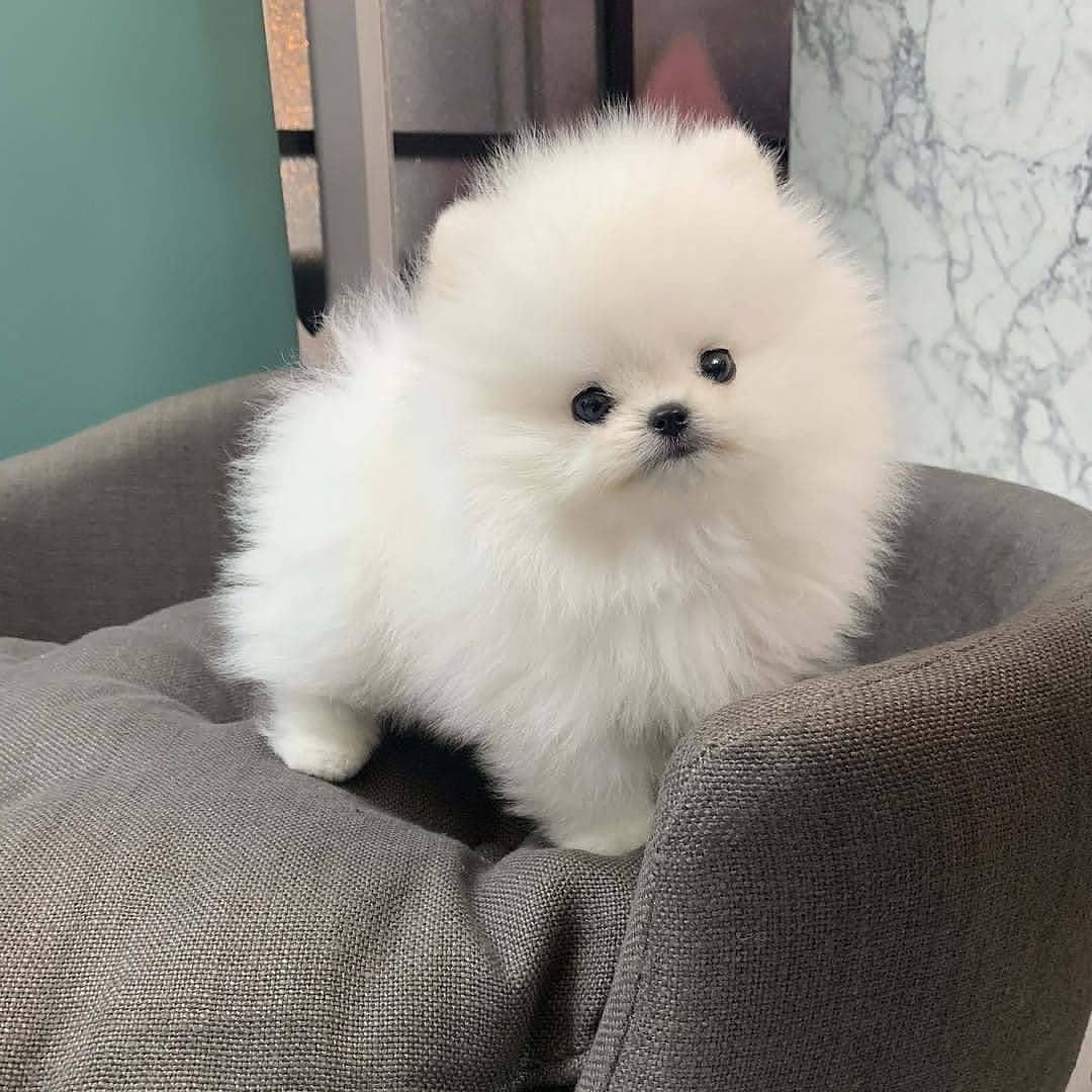 Pomeranian Puppies For Adoption in Dubai