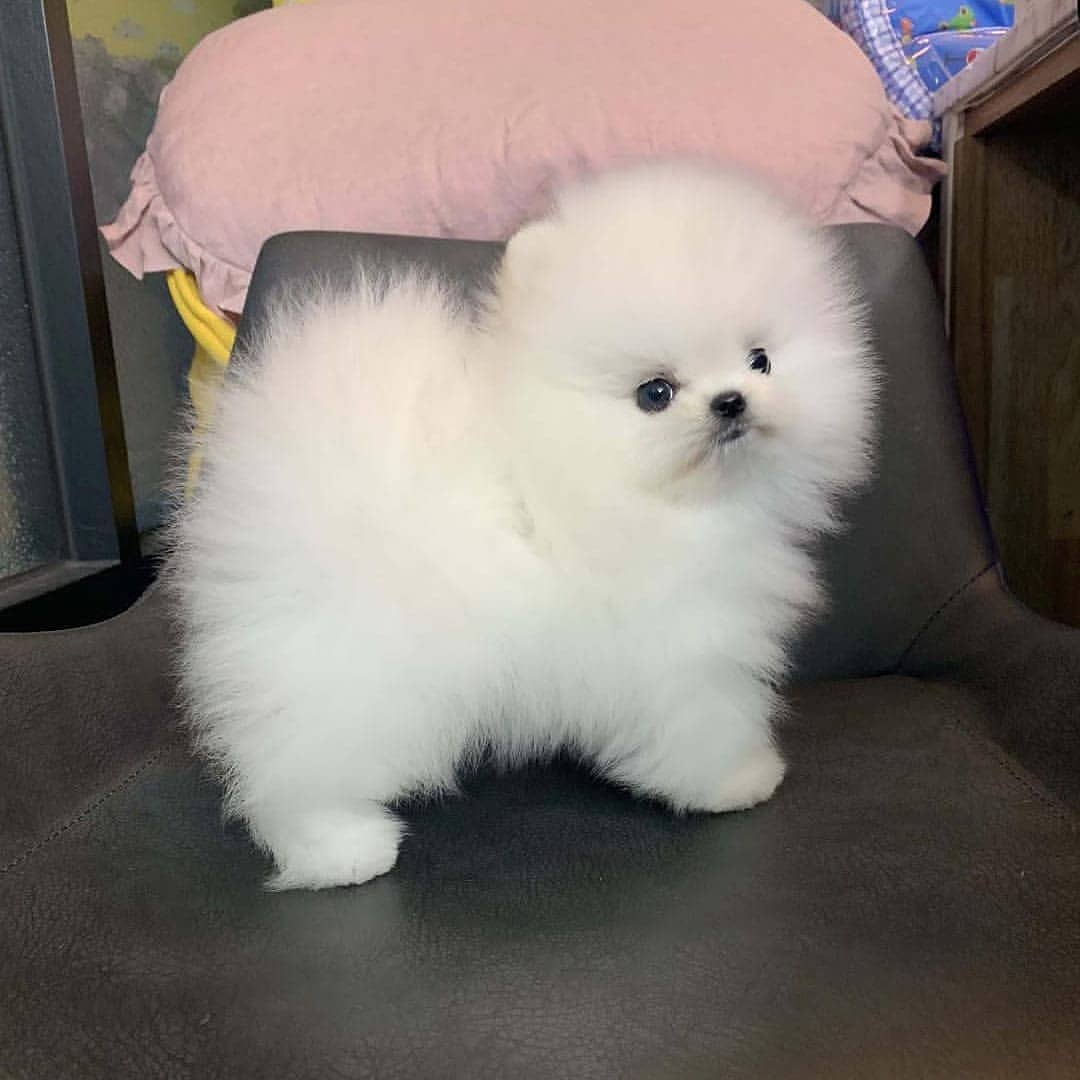 Pomeranian Puppies For Adoption in Dubai