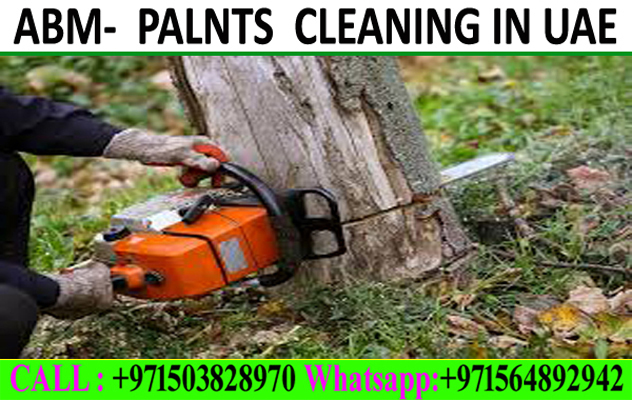 Garden Cleaning And Maintenance Contractor