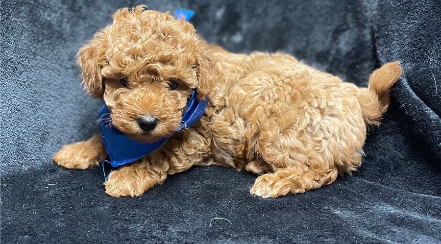 Pure BRed Toy Poodle Puppies For Sale in Dubai