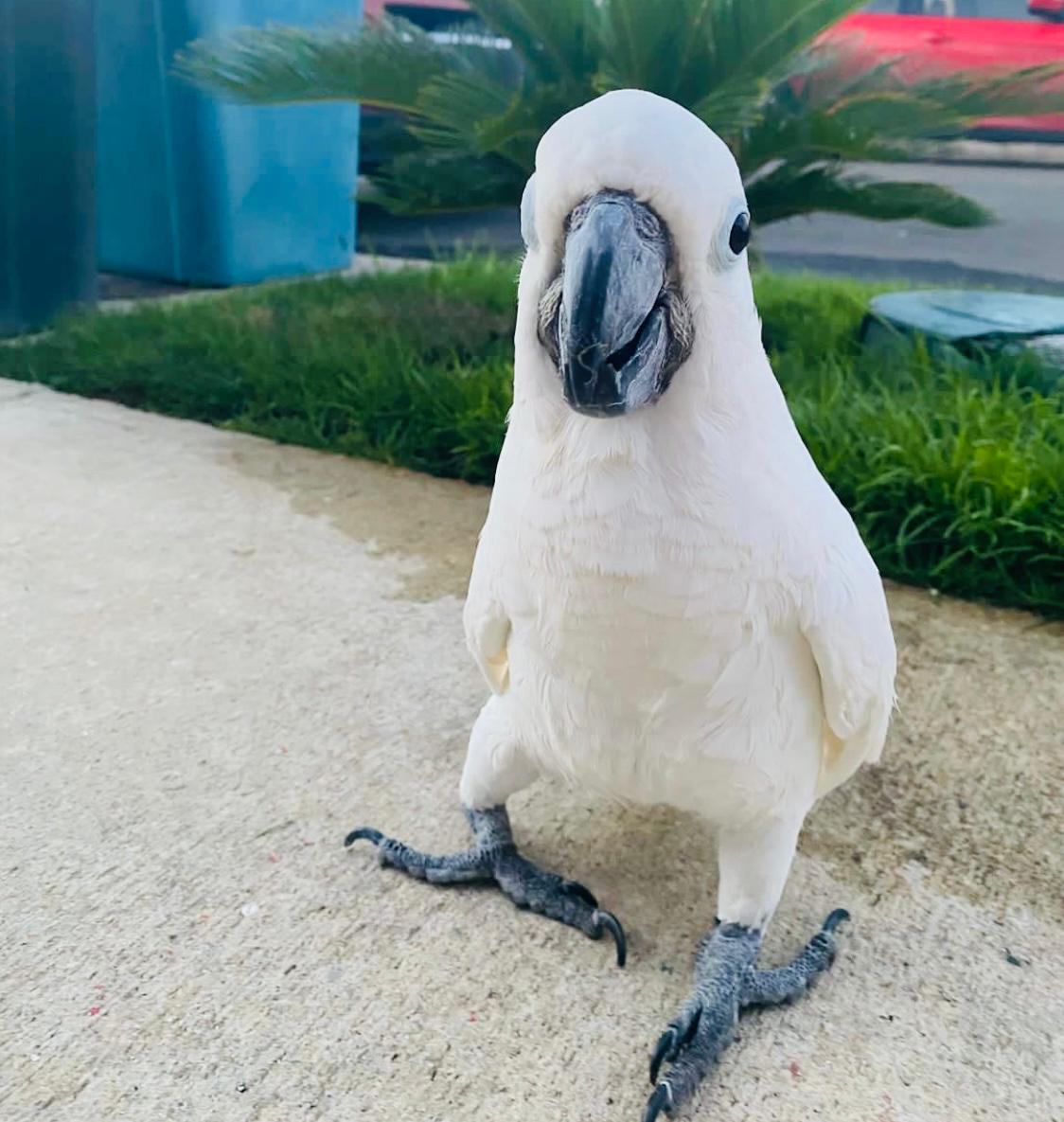 Cockatoo Adorable Bird for Sale in Dubai