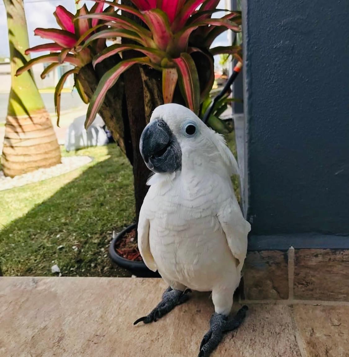 Cockatoo Adorable Bird for Sale in Dubai