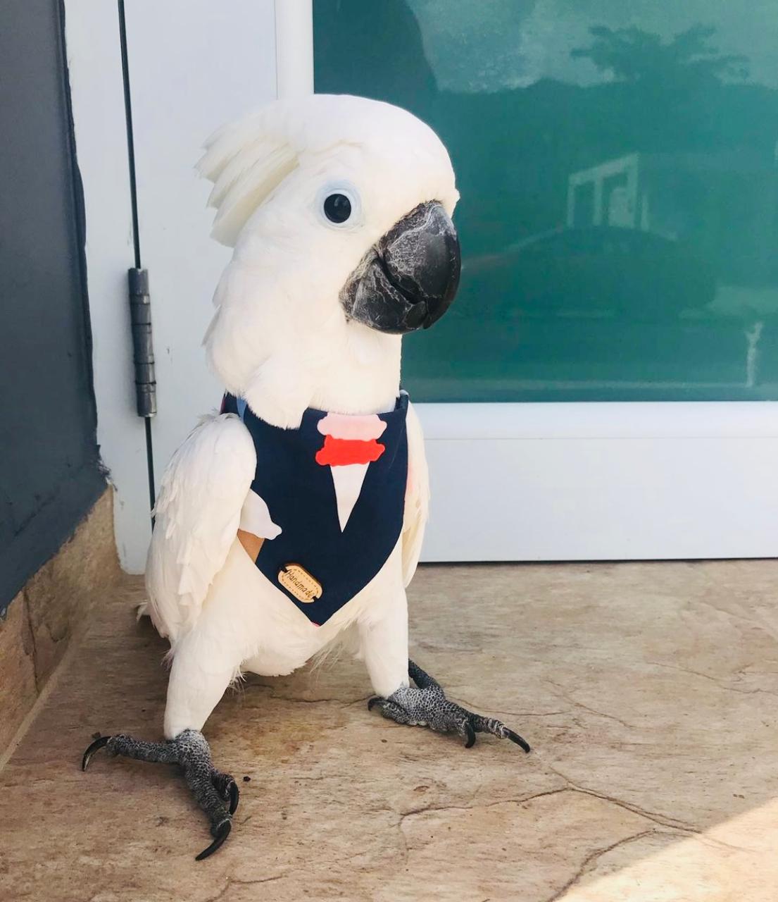 Cockatoo Adorable Bird for Sale in Dubai